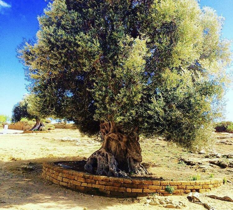 Posłuszeństwo, które podoba się Bogu – Zbuduj DOM swojego życia