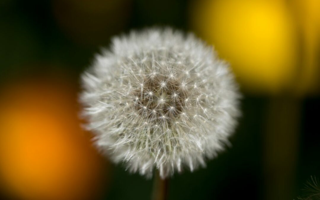 Kto ukradł Tuskowi czarodziejską różdżkę?