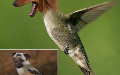 Afera CPK, czyli nowe kłamstwa w miejsce starych